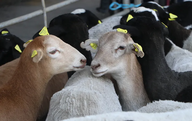 Día Nacional de la Ganadería