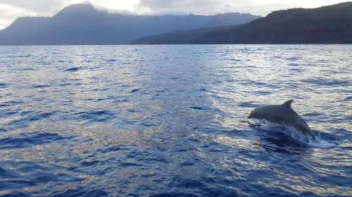 Los grandes desafíos para garantizar la protección de la vida marina