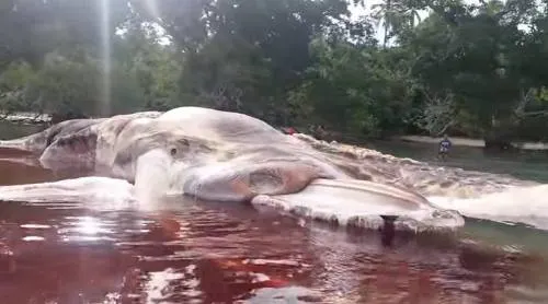 Gigantesco cadáver de extraña criatura desconcierta a científicos
