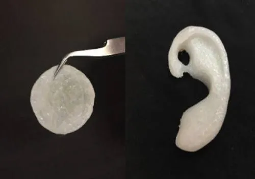 Científicos mexicanos crean implante de oreja con polímeros