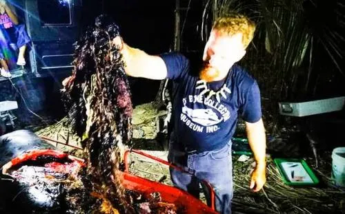 Encuentran a ballena muerta ¡con más de 40 kilos de plástico en su interior!