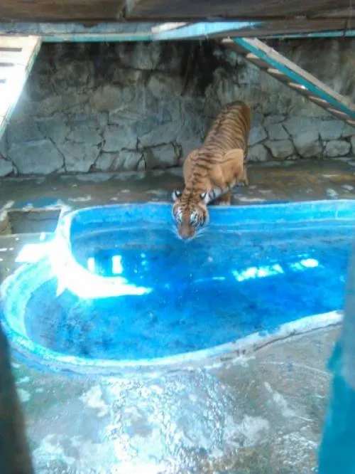 Mantiene Profepa supervisión al zoológico “El Club de los Animalitos”