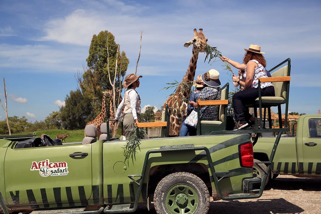 Africam Safari Convivencia Jirafas