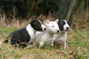 La crianza de perros de raza ha puesto en riesgo la salud de éstos