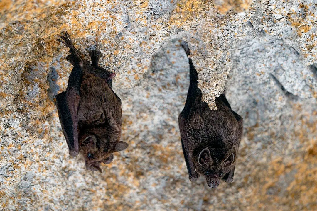 murcielagos
