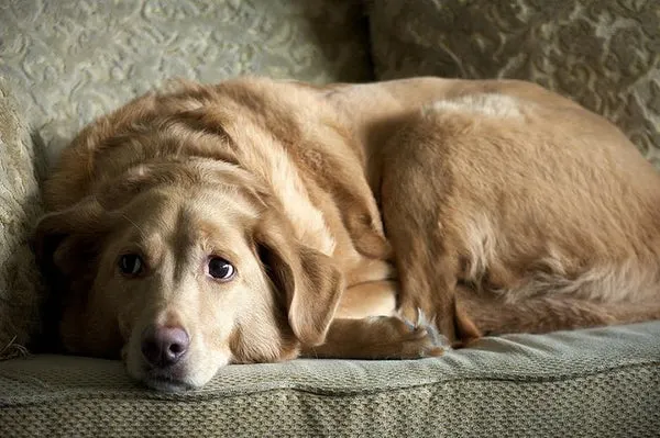 Perro victima de zoofilia