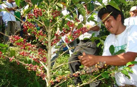 Se reúnen en Puebla los principales países productores de Café