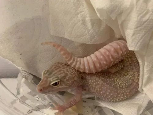 Aseguran a dos geckos que eran transportados en una caja