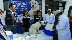 Ayuntamiento de Puebla prepara censo de perros y gatos