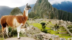 Vislumbran a llamas como claves en lucha contra Sida