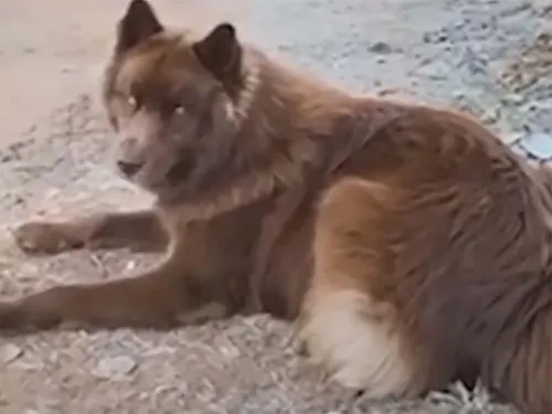 ¿Es un perro o un lobo? El extraño aspecto de este Husky causa polémica