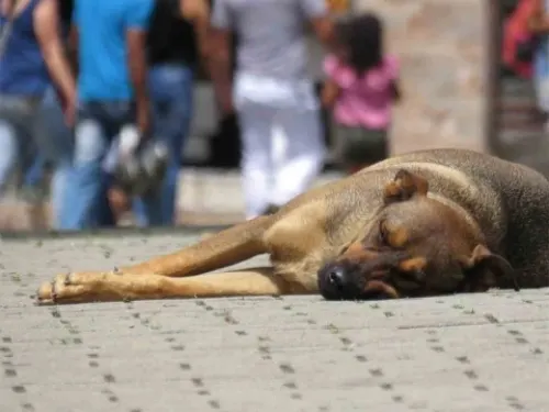 Peregrinos abandonan a 29 perritos cerca de la Basílica
