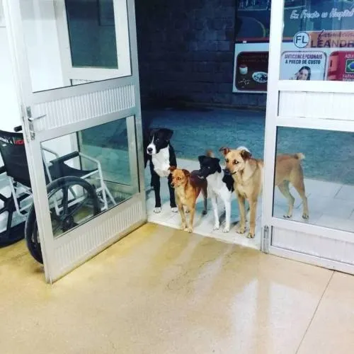 Perros esperan a dueño indigente fuera de hospital