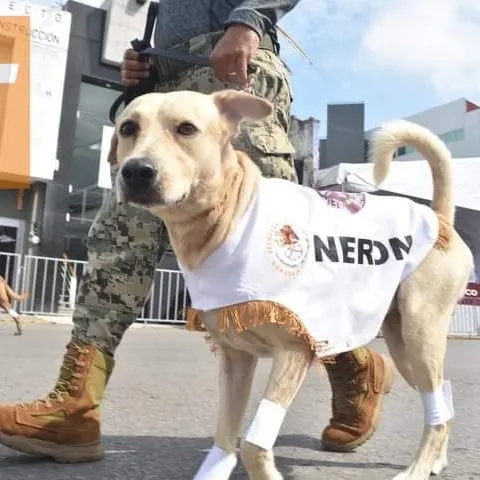 Nerón
