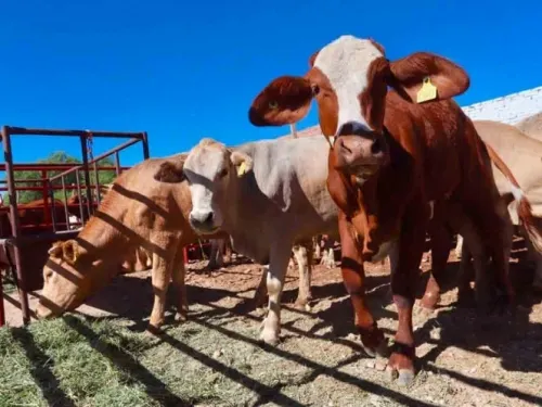 Ganaderos y gobierno garantizan alimentos durante pandemia