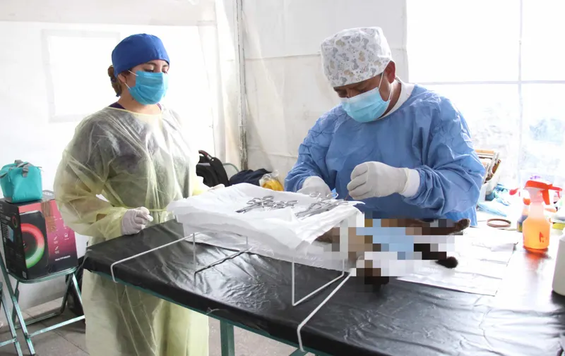 Puebla, libre de enfermedades zoonóticas: Secretaría de Salud
