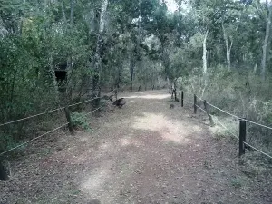 Pisa, de los hermanos Ambrogi, va por el control de Flor del Bosque