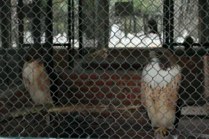 Confirman que ejemplares del aviario están en Flor del Bosque