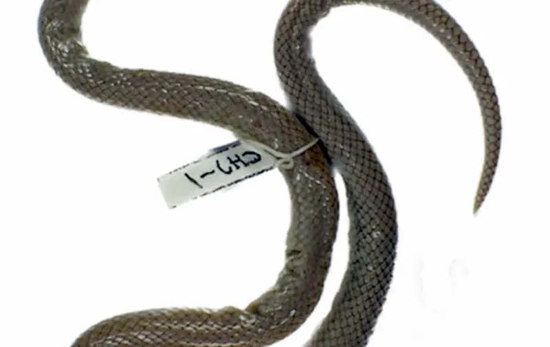 Investigador de la BUAP participa en el descubrimiento de nueva especie y género de serpiente endémica de Puebla