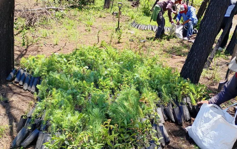 Reforestación Agua de Puebla