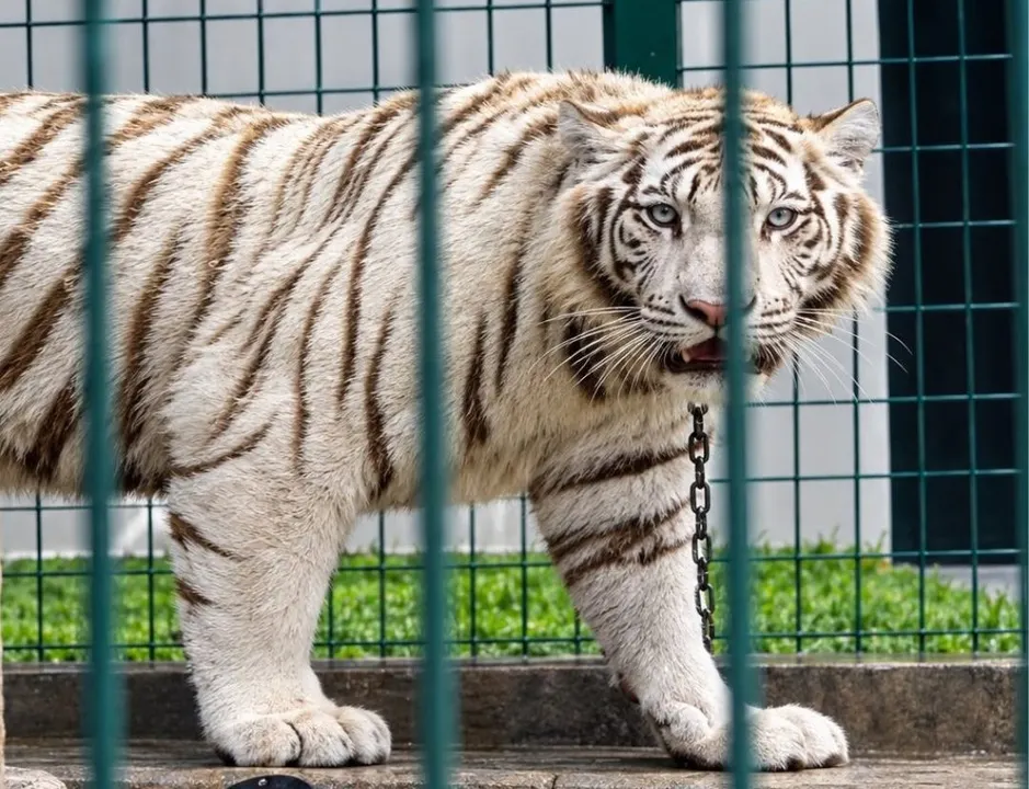 Interpol detiene a 233 personas por delitos ambientales en América Latina y rescata más de mil animales