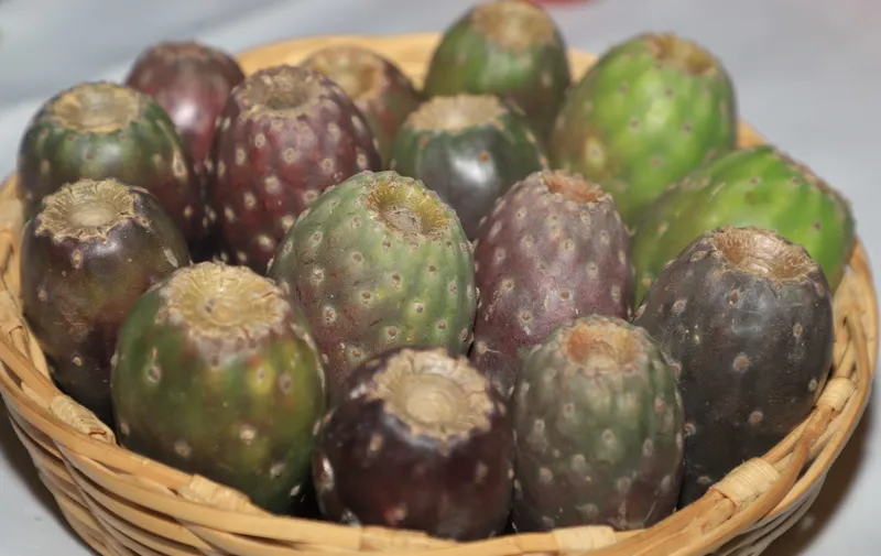 Feria de la Tuna y el Nopal