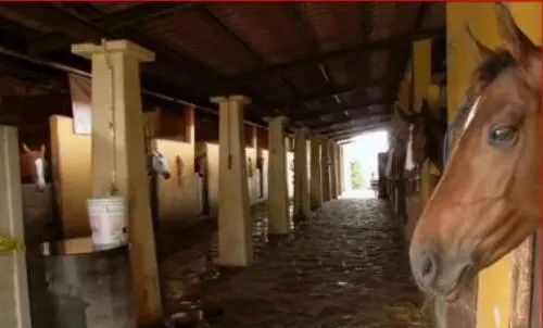 Decomisan caballos pura sangre en presunta propiedad de Karime Macías