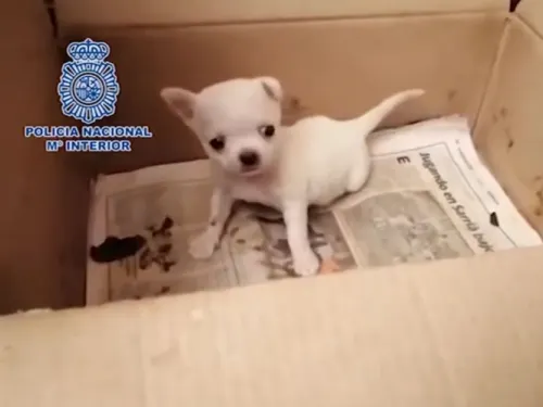 Rescatan a 270 perritos; les cortaban las cuerdas vocales
