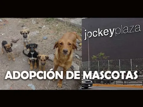 La montaña va a ti: adopta una mascota en el centro comercial