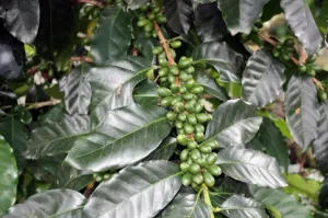 Senasica emite alerta por plaga de café en Puebla