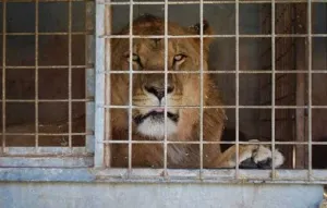 Más de 4 mil animales de circo serán sacrificados