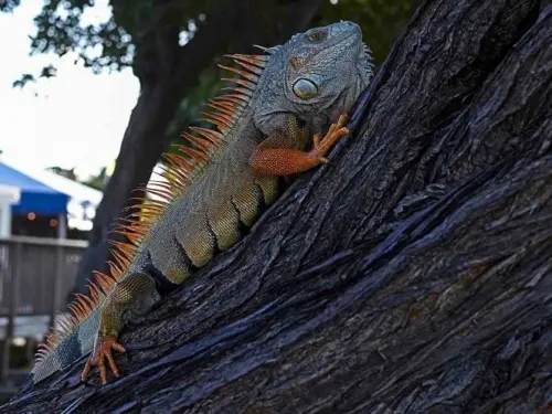 Alertan en Florida sobre ‘lluvia’ de iguanas congeladas