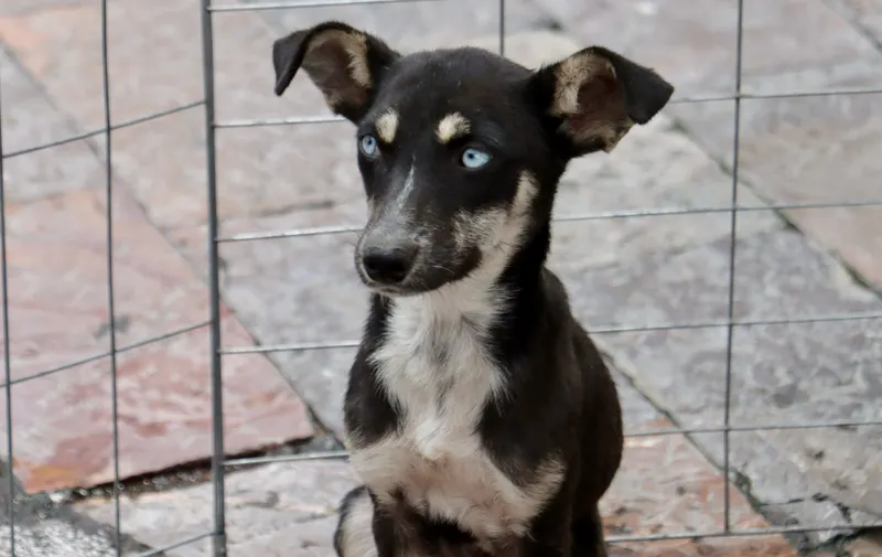 Ariadna Ayala impulsa adopciones responsables, beneficiando a 202 lomitos en Atlixco 