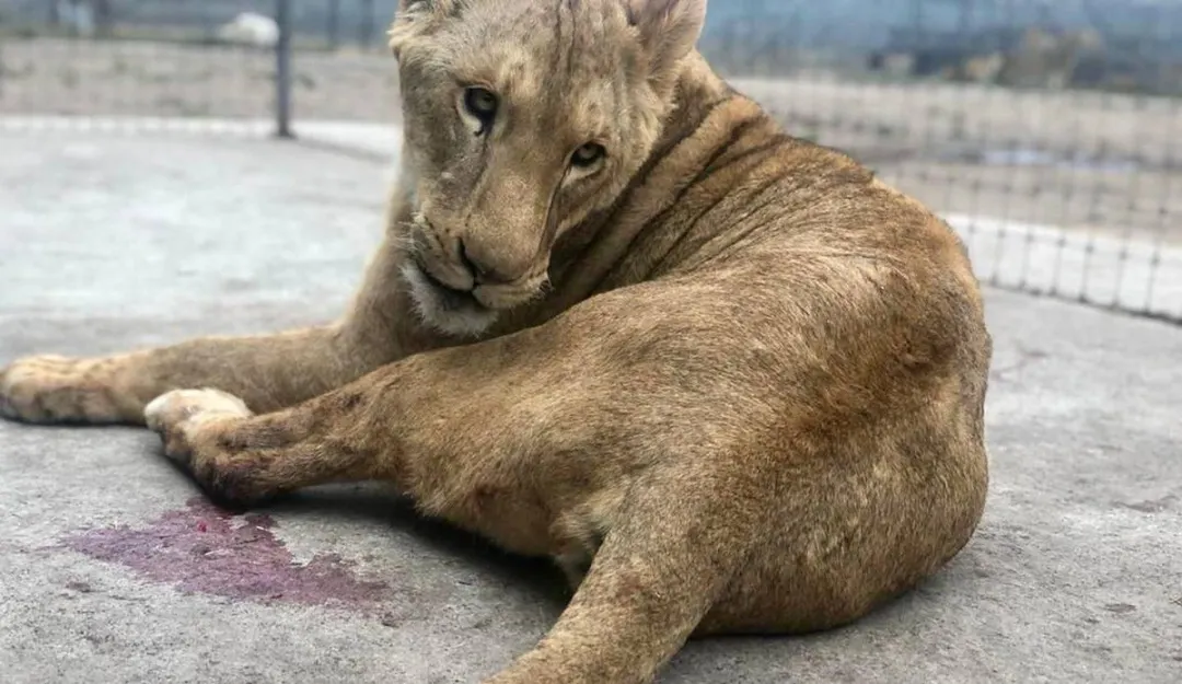 Siguen los problemas de Fundación Black Jaguar-White Tiger, ahora murió una de sus leonas