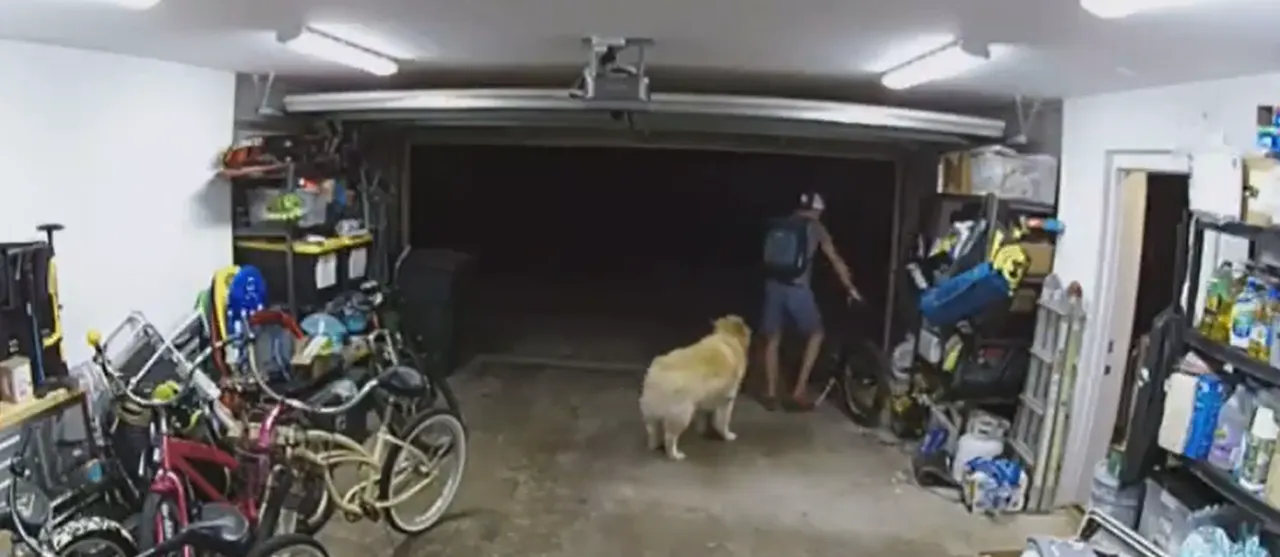 TikTok Golden Retriever