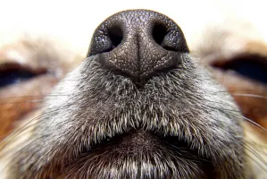 Perros, capaces de oler el cáncer, según Servicio de Salud del Reino Unido