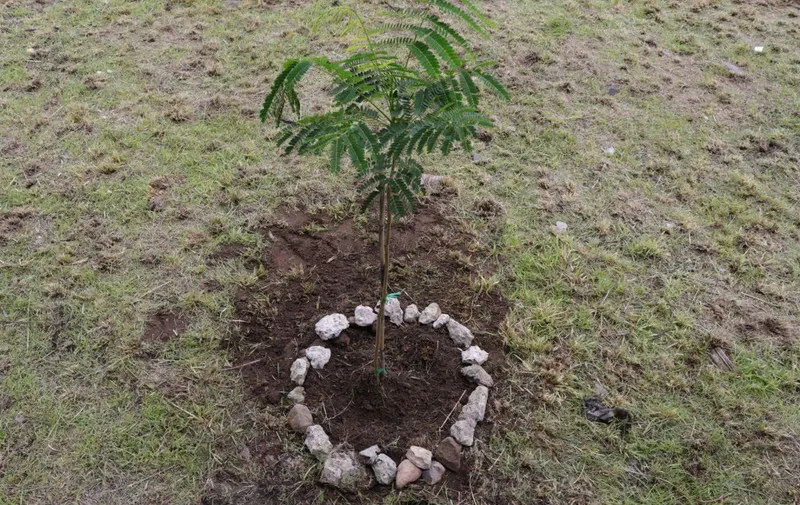 Ariadna Ayala, Atlixco, reforestación