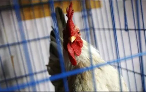 El Senasica halla virus de influenza aviar en predio rural