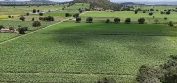 Puebla, entre los 10 estados agrícolas más importantes de México; identifica 259 especies con potencial alimentario