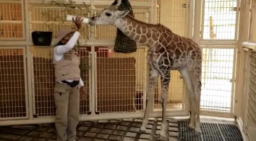 Africam Safari alimenta a pequeña jirafa de 3 meses de edad