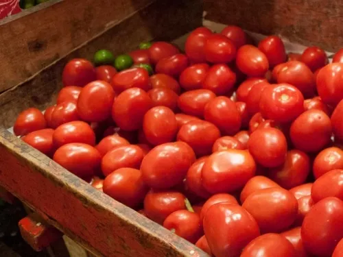 Uno de cada dos tomates que se consumen en EU son mexicanos