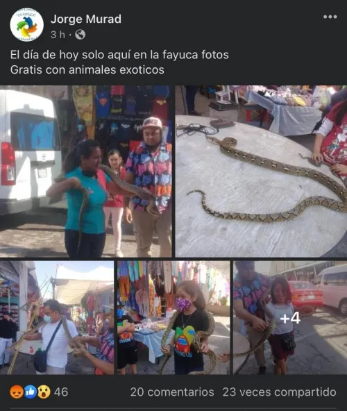 Promueven en la Fayuca  fotos con animales exóticos