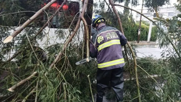 Fuertes lluvias y descargas eléctricas provocan la caída de árboles en varias zonas de Puebla
