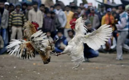 Aplaza Congreso aprobación de Ley de Bienestar Animal para Puebla