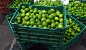Hasta 80 pesos pagan capitalinos por kilogramo de limón