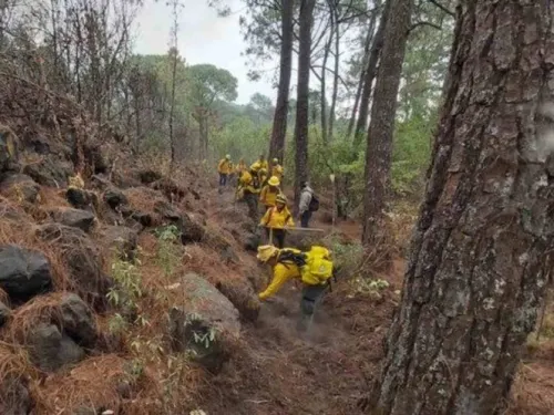 Incendios forestales a la baja, se registran 16 en 7 estados