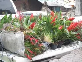 Asegura Profepa mil 013 ejemplares de flora silvestre