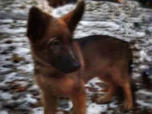 Putin regala cachorra a Francia tras muerte de ‘Diesel’