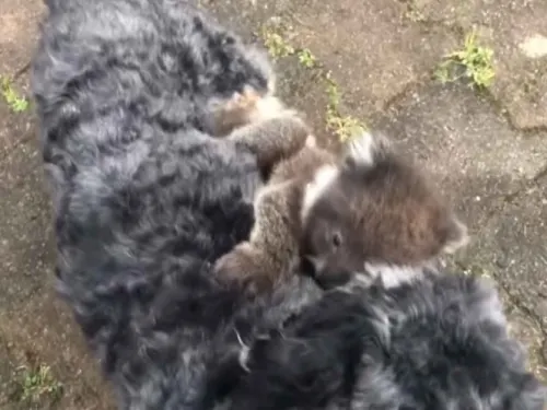 VIDEO: Koala bebé confunde a su mamá con un perro; ternurita
