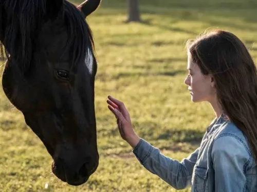 Black Beauty llega a Disney con Kate Winslet a finales del 2020